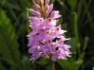 Dactylorhiza fuchsii